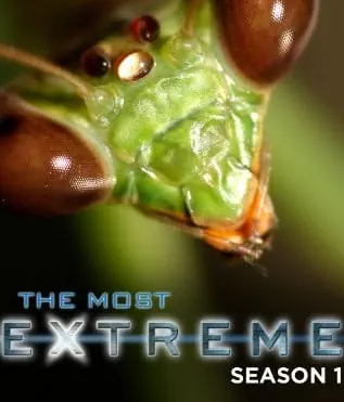 Хіт-парад дикої природи (2002)